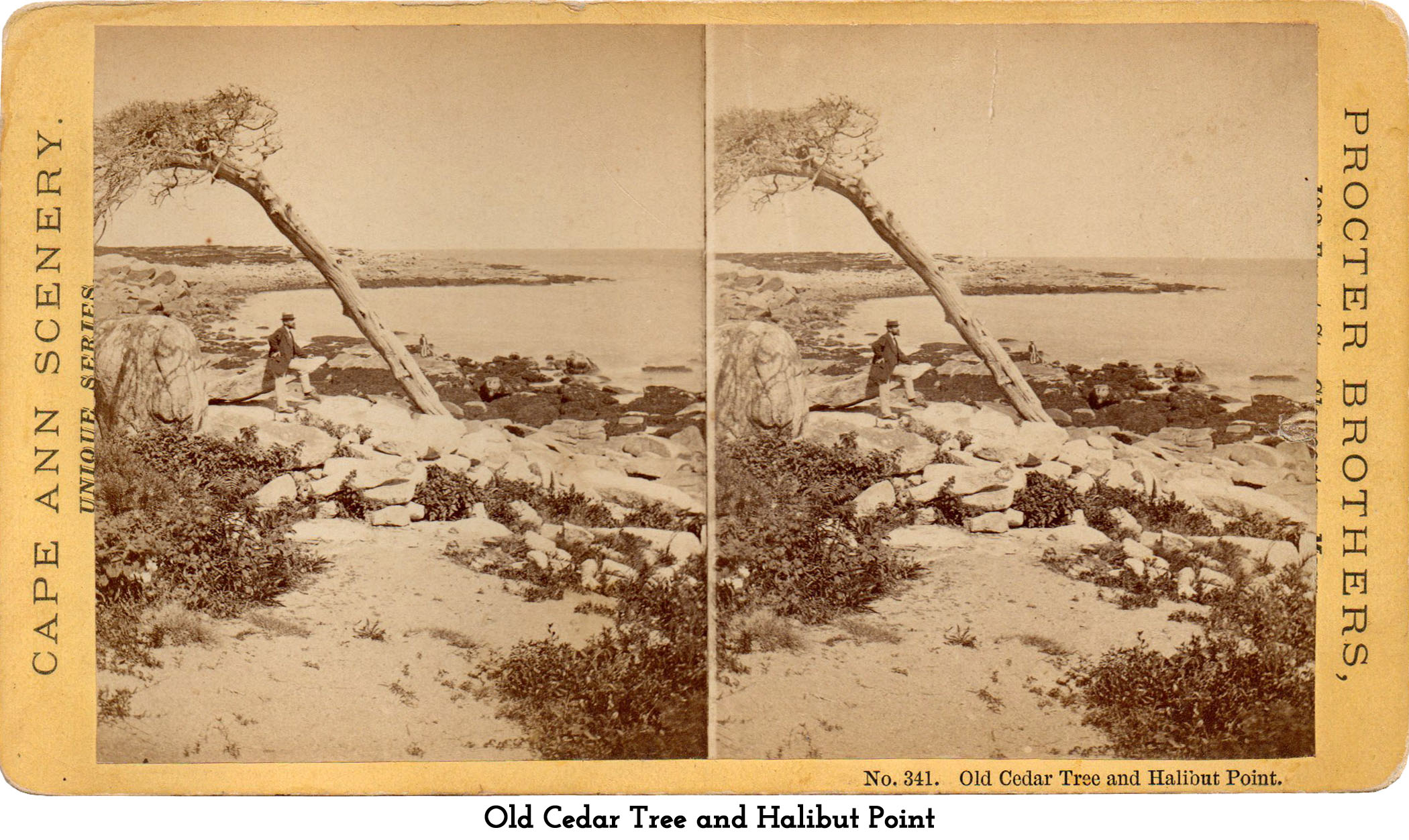 the Old Cedar and Halibut Point