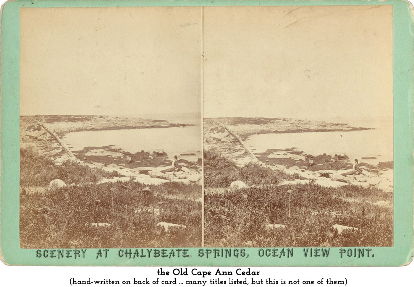 the Old Cape Ann Cedar