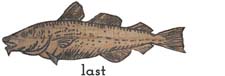 codfish-last