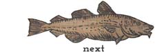 codfish-next
